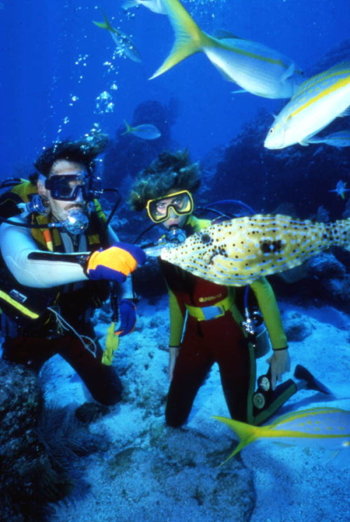 scuba diving life insurance