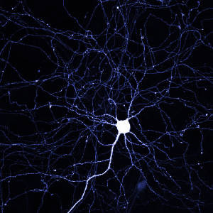 life insurance with add or adhd